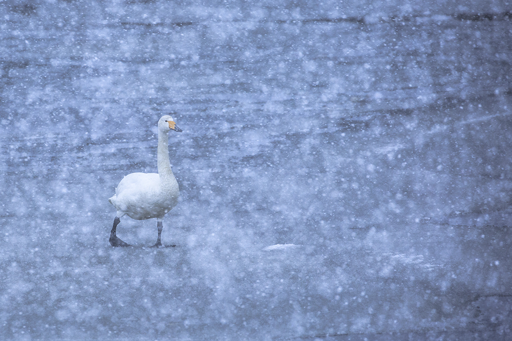 Snow＆Swan