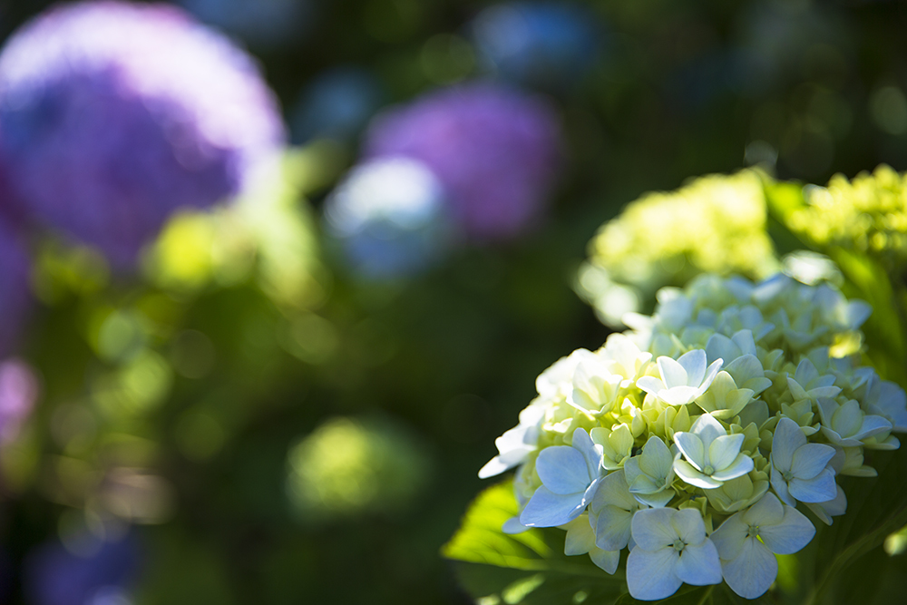 昼の紫陽花