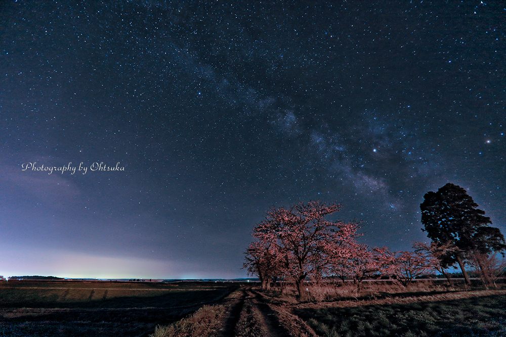 夜の桜（ちょい引きで）