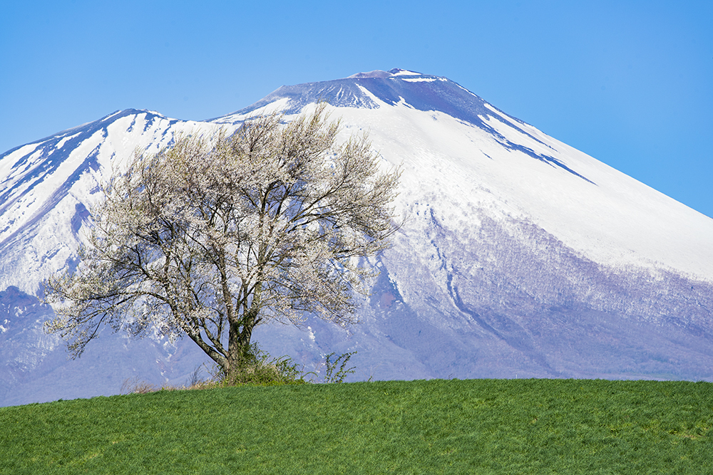 東北の一本桜