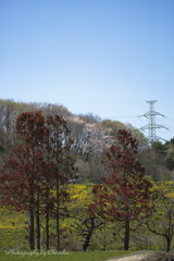 枯れ木と桜と鉄塔と...