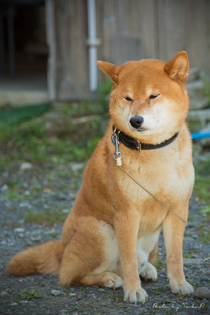 一人にして(´д｀|||) 