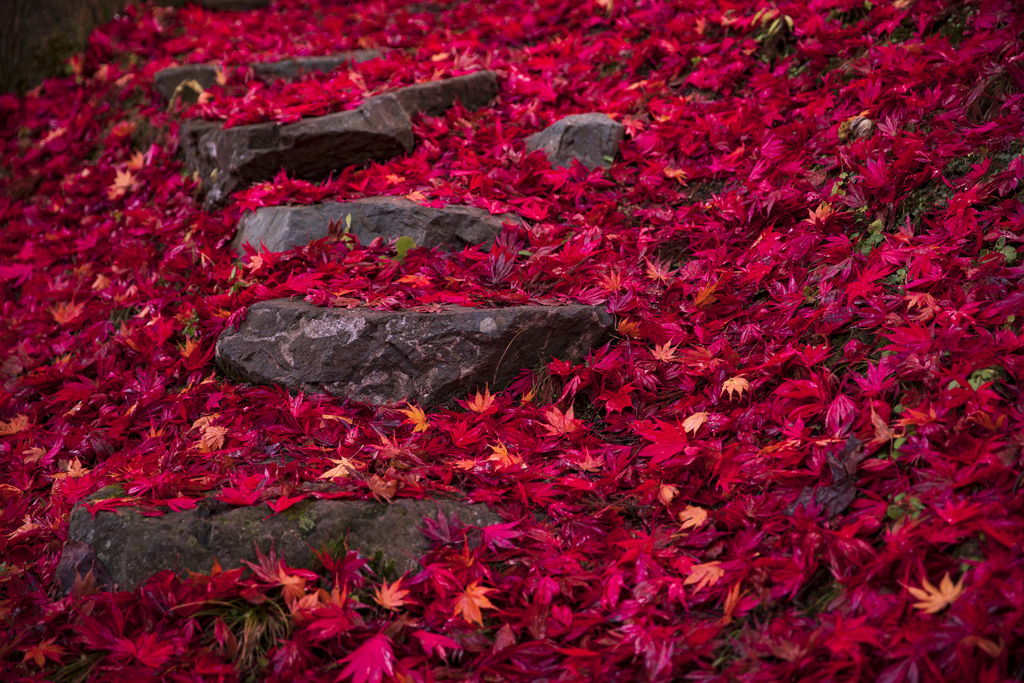 紅葉の石段