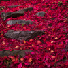 紅葉の石段