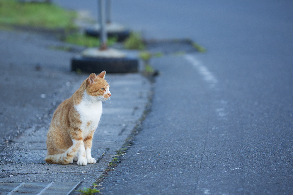 海岸沿いの猫