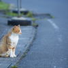 海岸沿いの猫