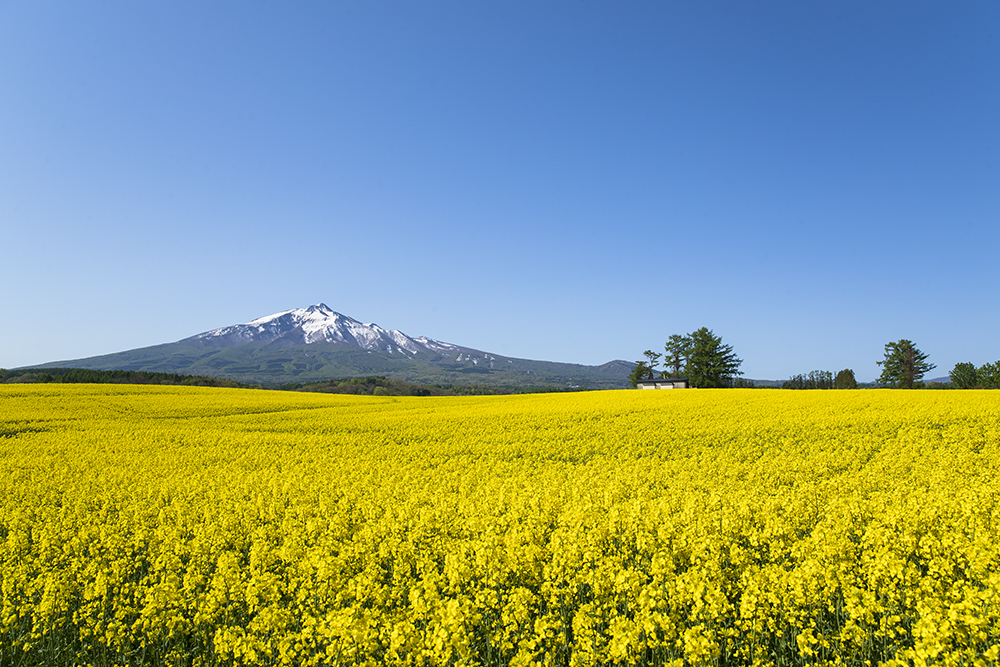 山と菜の花畑