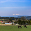 のどかな風景