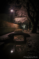 一人観桜、、、
