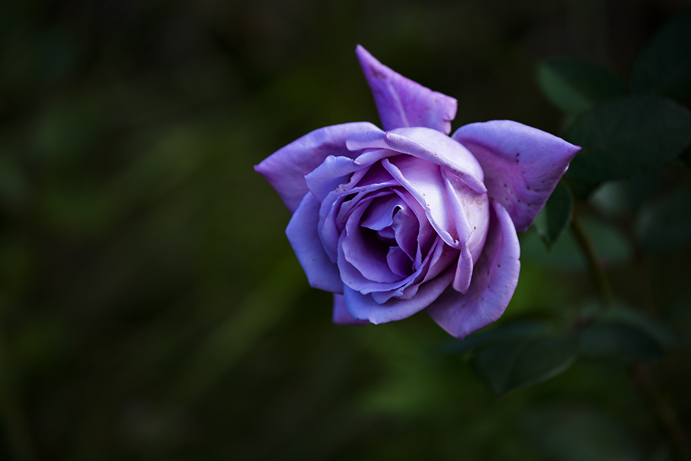 道端の薔薇