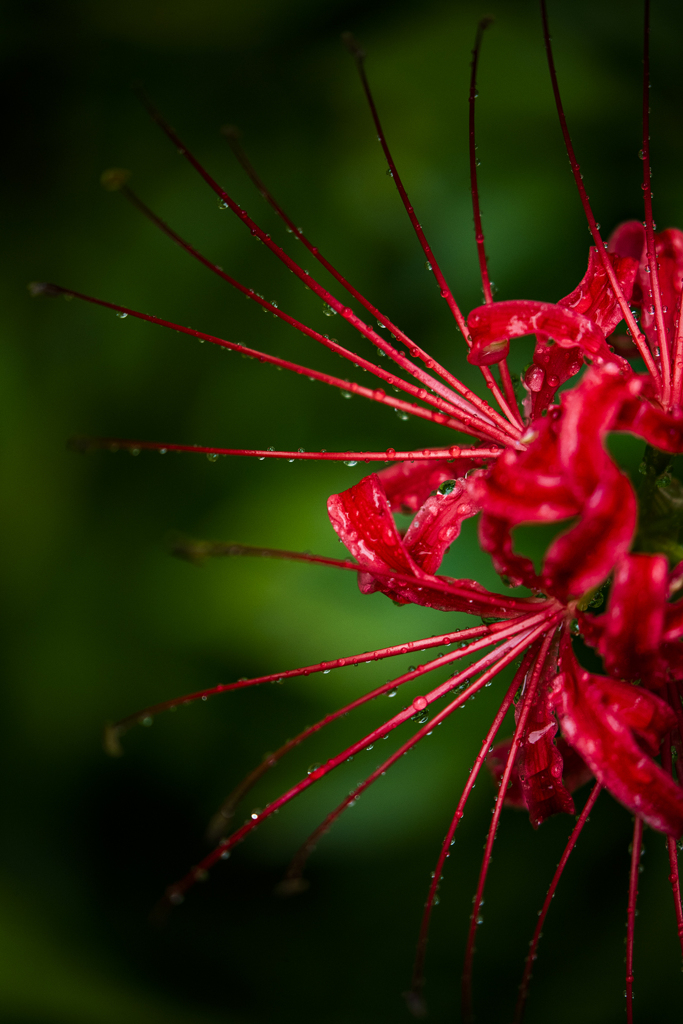 雨上がりの曼珠沙華