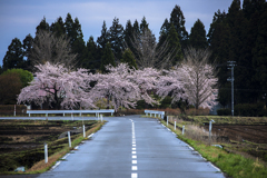 道の先の桜