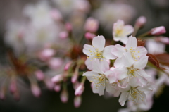 上野の桜