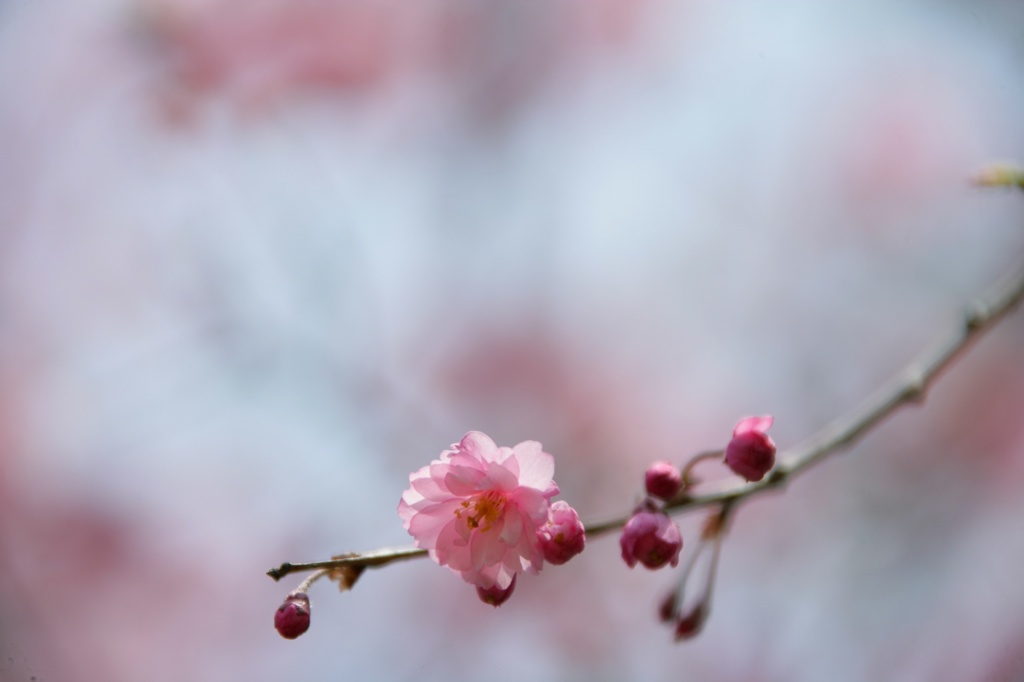 庭の桜