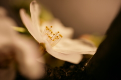 夜桜