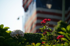 Lombard st