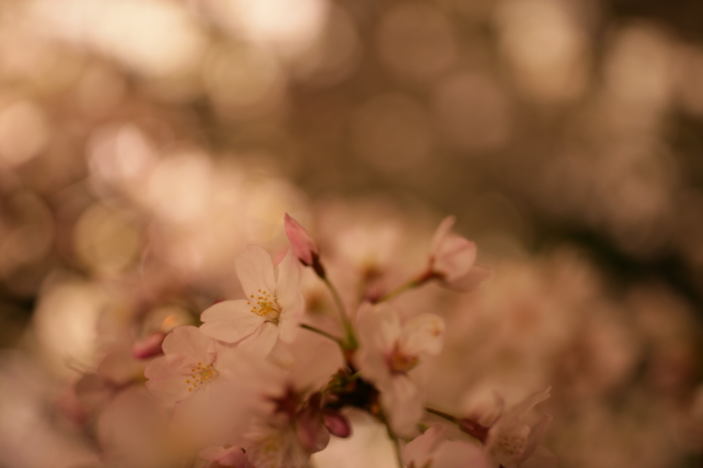 千鳥ヶ淵の桜