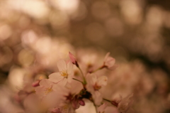 千鳥ヶ淵の桜