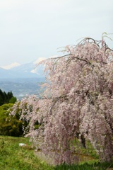 水中の枝垂れ桜