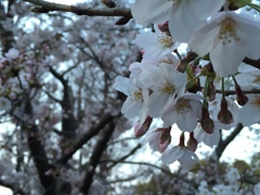 今年の桜