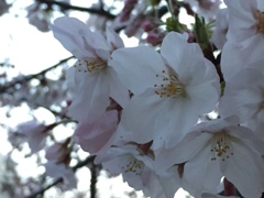 桜