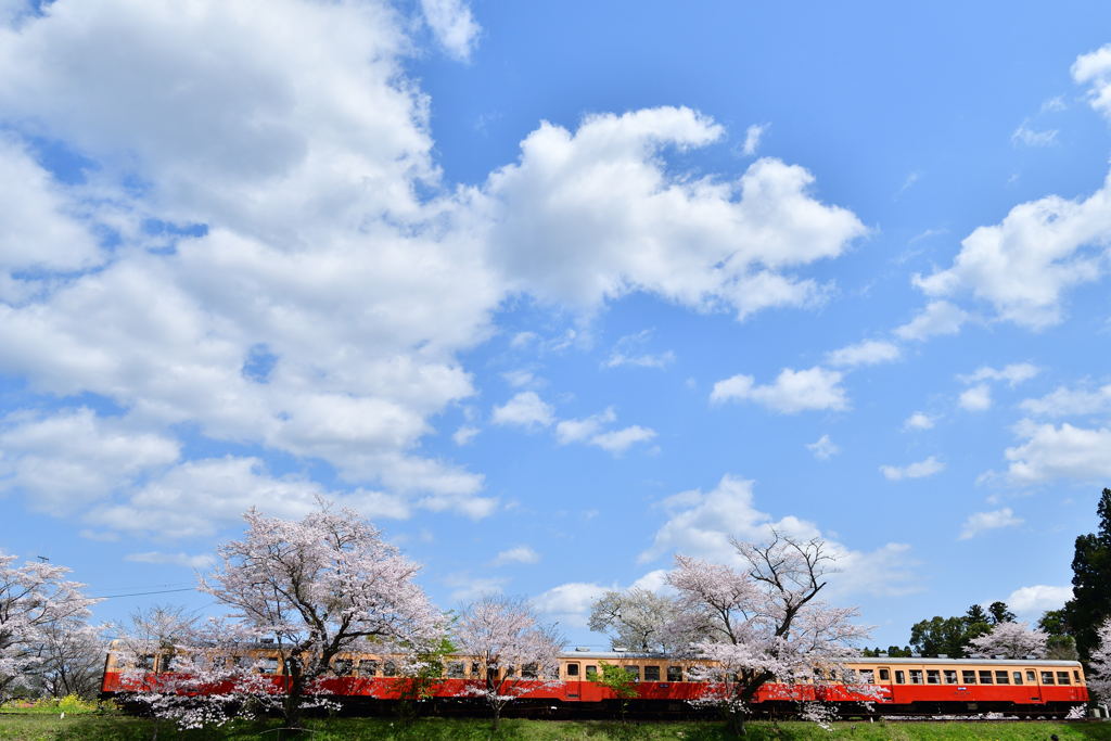 桜の季節