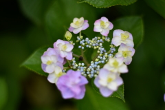 権現堂紫陽花　その4