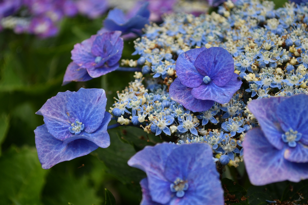 権現堂紫陽花　その1