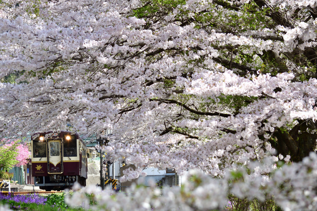 桜の中を行く