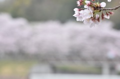 宇土   立岡自然公園   桜まつり