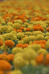 マリーゴールド