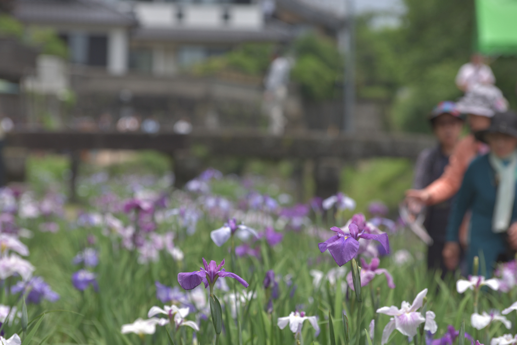 菖蒲祭り