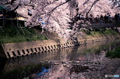 流れ落ちる春色