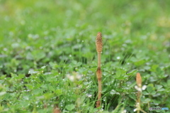 雨上がり