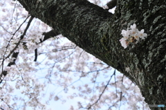 胴吹き
