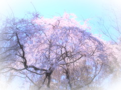 天井