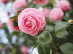 桜に負けじと