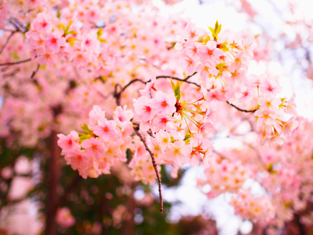 桜花繚乱
