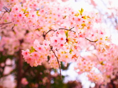 桜花繚乱