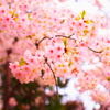 桜花繚乱