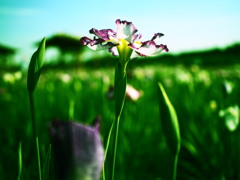 お花