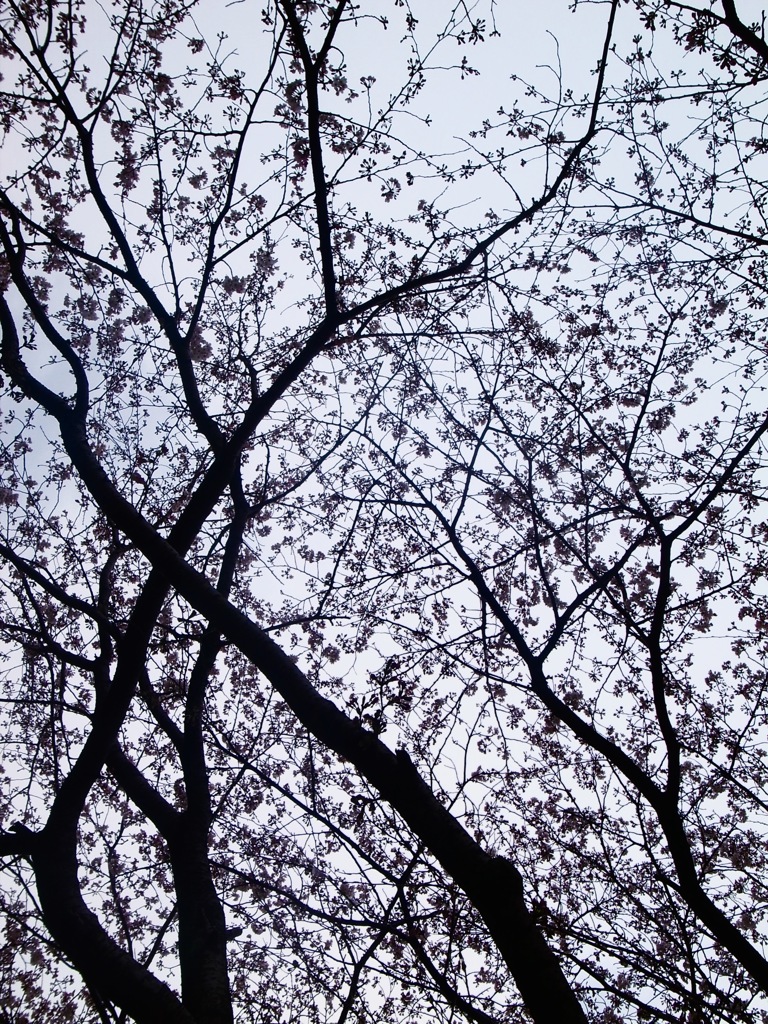 sakura