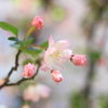 淡く