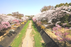 桜色あふれて