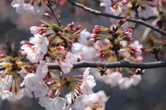 開花順番待ち