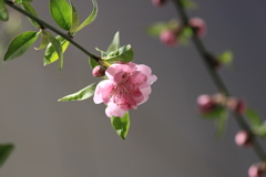 春光をうけて