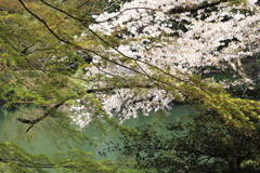 新緑とさくら色と