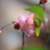 しずく