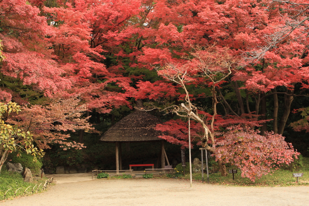 紅く染まって