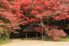 紅く染まって